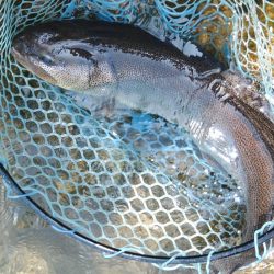 イトウが釣れた！ ～フィッシングパーク高島の泉～